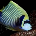 angelfish_emperor_mc_h_0014_yap0190.jpg